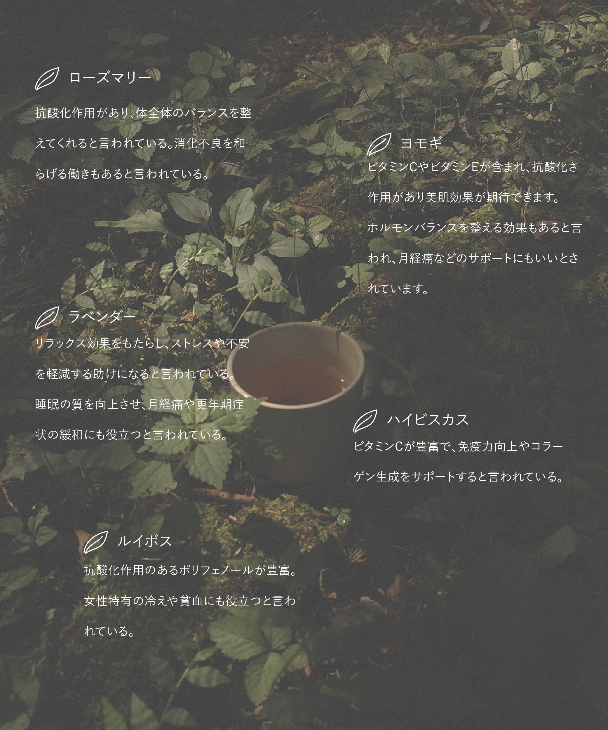 Goodnight tea / グッドナイト ハーブティー