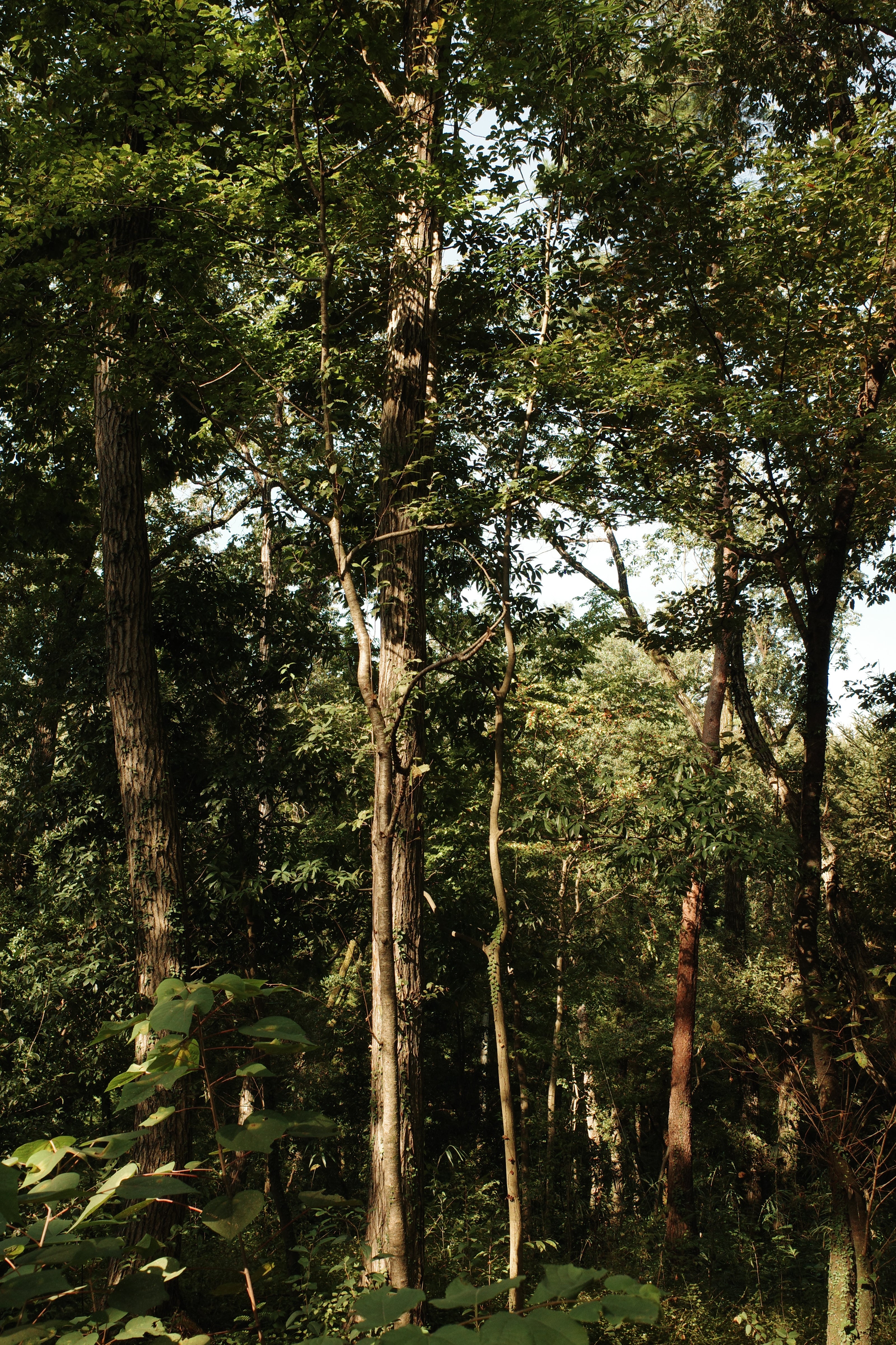 R0003826_1.jpg